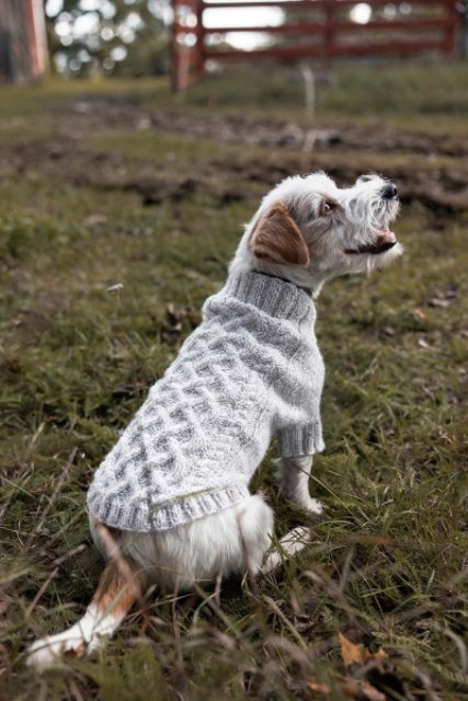 wzor na sweterek dla psa novita